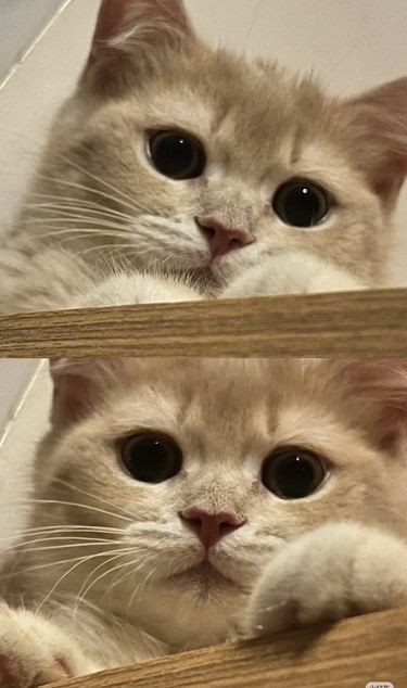 今日份懵懵小猫头*.