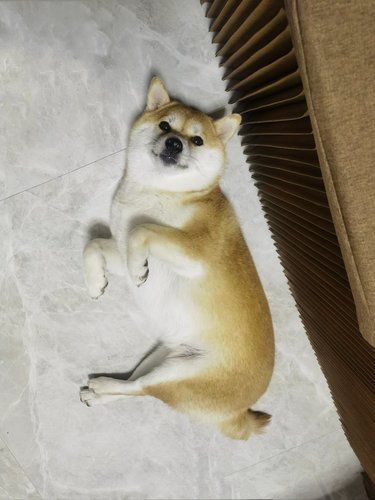 洗澡放松狗狗