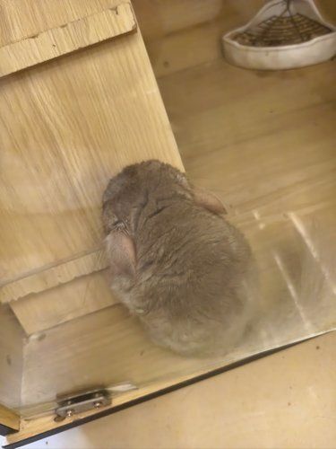 宠猫狗的舒适小天地