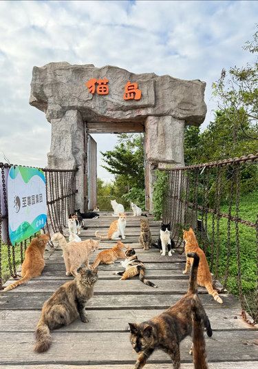 上海猫猫岛❗️被猫猫包围的治愈天堂❗️