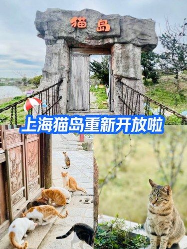 上海猫岛重新开放啦
