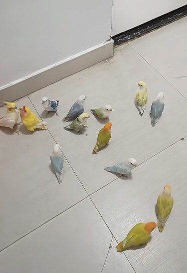 每天赶鸡日记