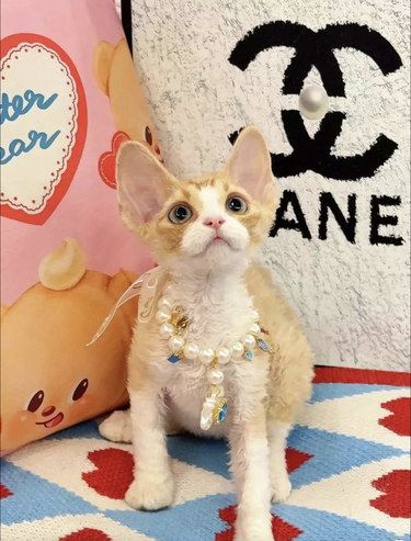家里新成员的第一天