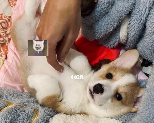 小狗拉肚子的急救方法（教你如何应对紧急情况）