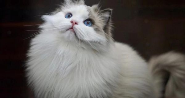 田园猫与布偶猫的跨品种杂交（探索新一代宠物品种的诞生）