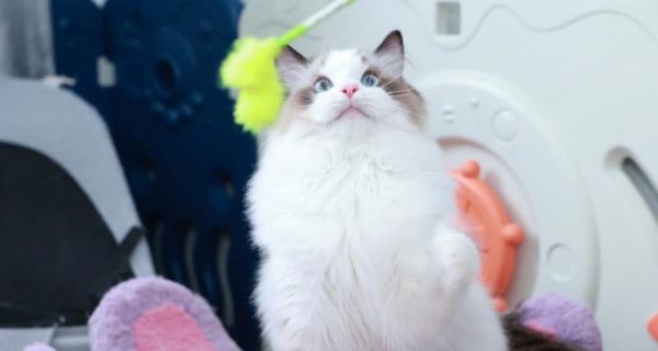 田园猫与布偶猫的跨品种杂交（探索新一代宠物品种的诞生）