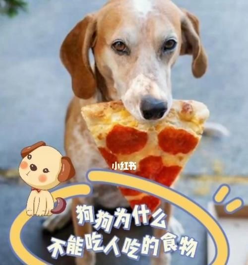狗狗为什么一天都不吃东西（探究宠物狗不进食的原因与解决方法）