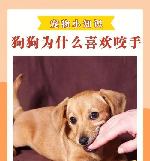 狗狗为什么一天都不吃东西（探究宠物狗不进食的原因与解决方法）