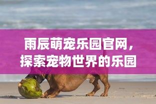 雨辰萌宠乐园官网，探索宠物世界的乐园