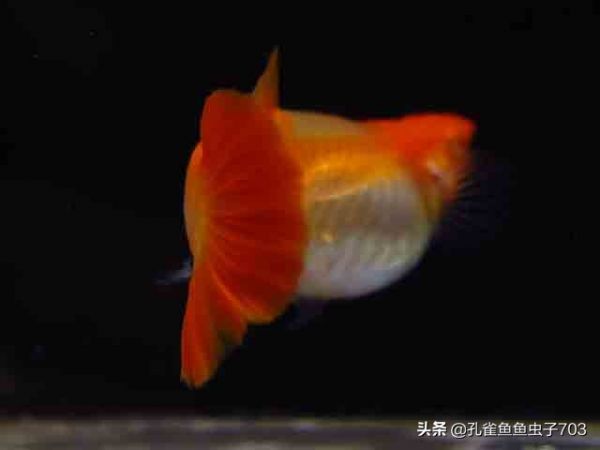孔雀鱼繁殖前繁殖后，正确的打开方式在这里 