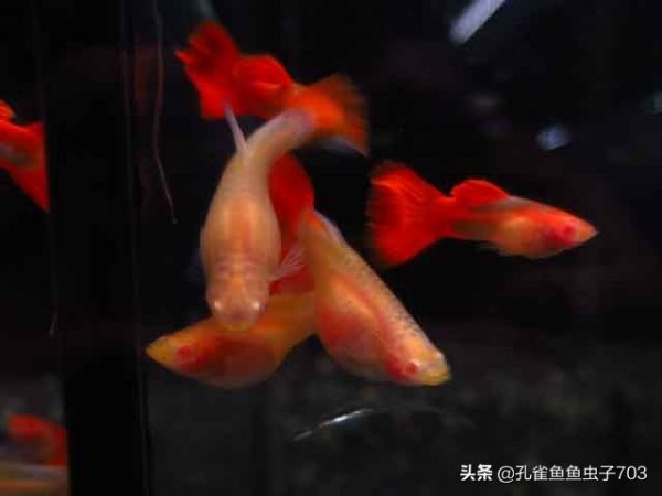 孔雀鱼繁殖前繁殖后，正确的打开方式在这里 