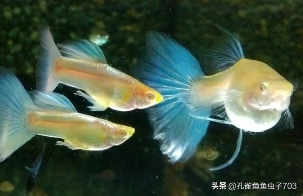 孔雀鱼繁殖前繁殖后，正确的打开方式在这里 