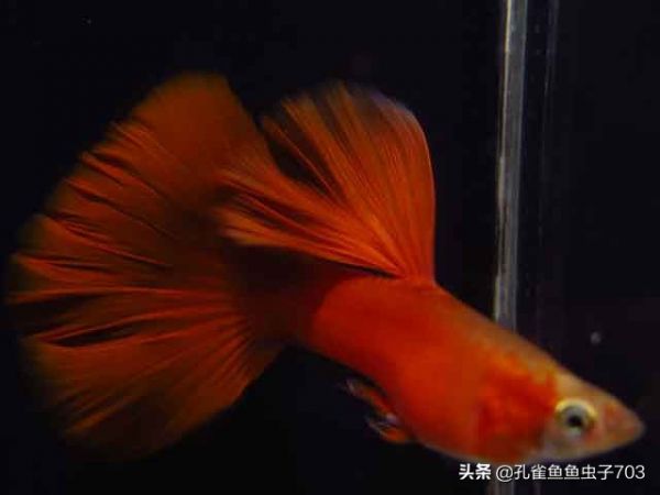 孔雀鱼繁殖前繁殖后，正确的打开方式在这里 