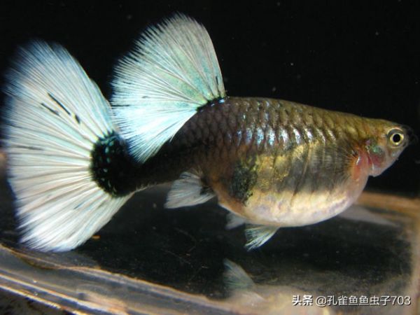 孔雀鱼繁殖前繁殖后，正确的打开方式在这里 