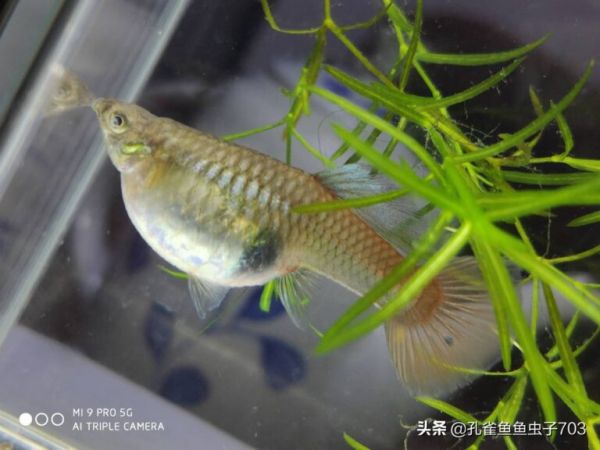 你知道孔雀鱼的繁殖能力到底有多强吗?