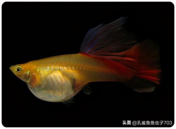 你知道孔雀鱼的繁殖能力到底有多强吗?