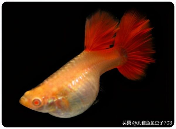 你知道孔雀鱼的繁殖能力到底有多强吗?