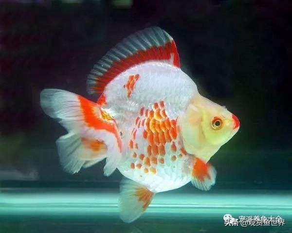 金鱼常见鱼病防治及方法汇总（观赏鱼收藏）