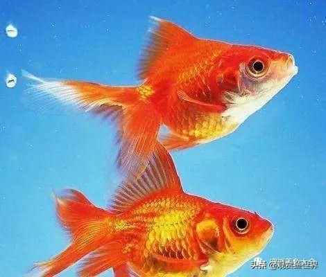 金鱼常见鱼病防治及方法汇总（观赏鱼收藏）