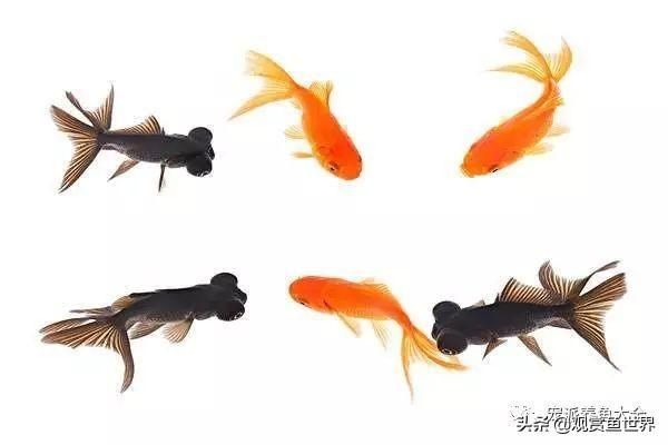 金鱼常见鱼病防治及方法汇总（观赏鱼收藏）