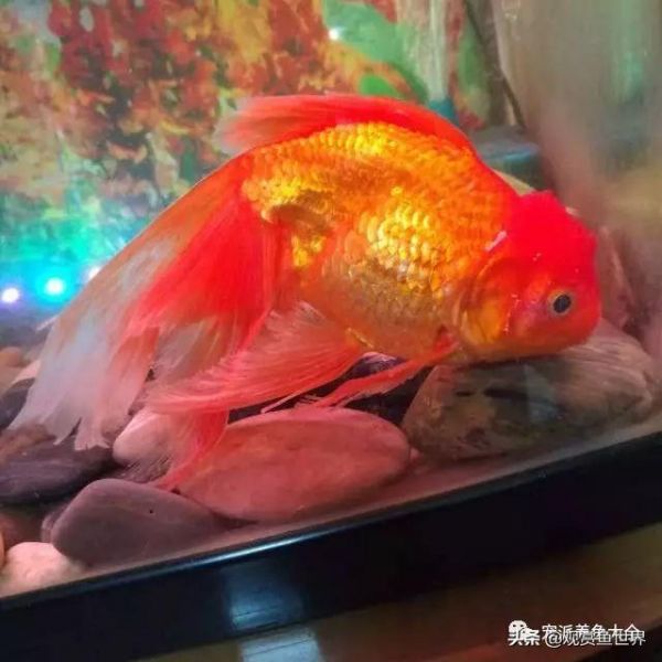 金鱼常见鱼病防治及方法汇总（观赏鱼收藏）