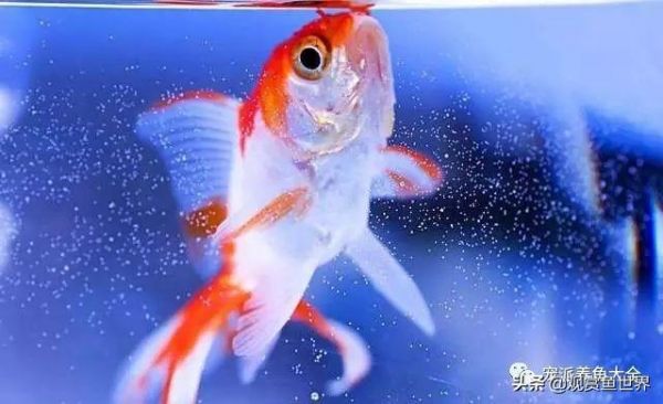 金鱼常见鱼病防治及方法汇总（观赏鱼收藏）