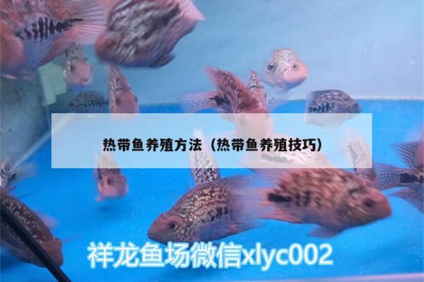 热带鱼养殖方法（热带鱼养殖技巧） 黄金达摩鱼