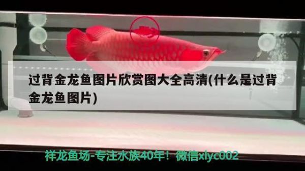 佛山观赏鱼市场有哪些地方（佛山观赏鱼市场有哪些地方好） 其他益生菌 第1张