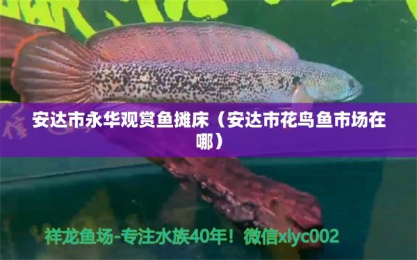 安达市永华观赏鱼摊床（安达市花鸟鱼市场在哪） 全国水族馆企业名录