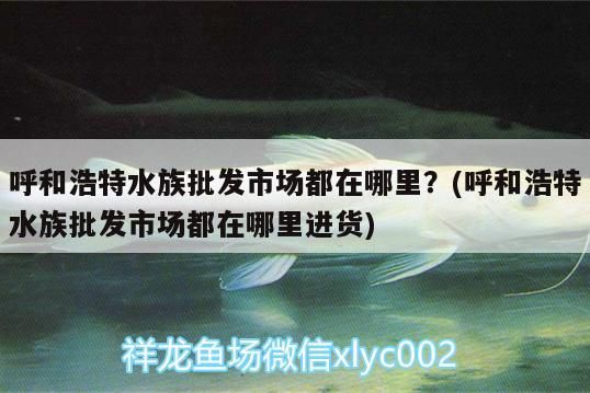 呼和浩特水族批发市场都在哪里？(呼和浩特水族批发市场都在哪里进货) 观赏鱼水族批发市场