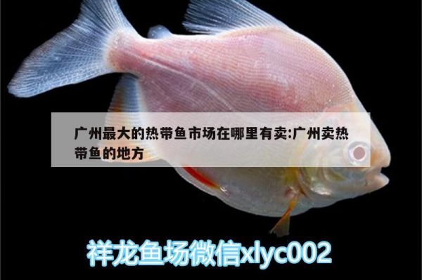 广州最大的热带鱼市场在哪里有卖:广州卖热带鱼的地方 过背金龙鱼