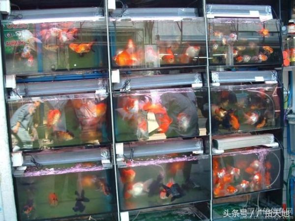 广元观赏鱼批发市场 全国观赏鱼市场 第3张