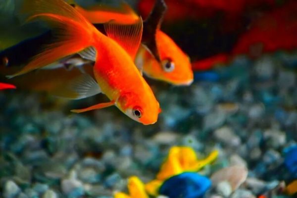 鱼怎么养才是正确的方法？这3个原则你守住了吗
