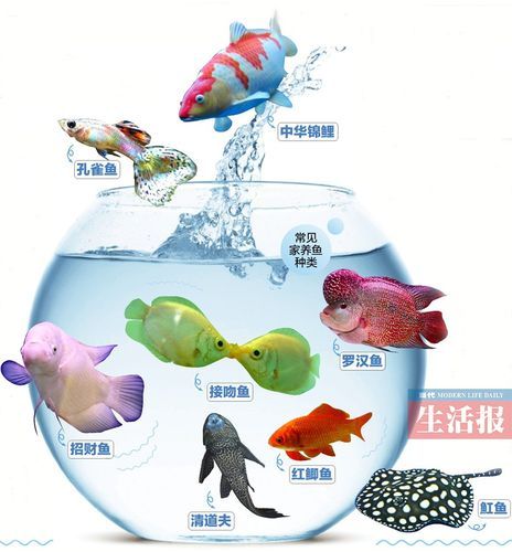 宠物鱼饲养知识,宠物鱼饲养知识大全