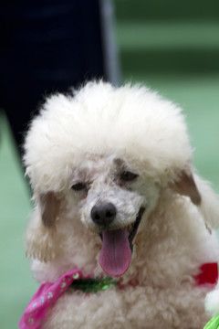 宠物犬 贵宾犬 狗 可爱 休闲