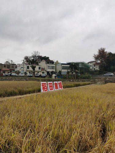 稻田咖啡