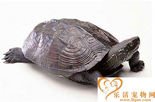 中华草龟冬天怎么养 注意温度不要低于6度