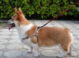 严寒冬季,狗狗体检可防病