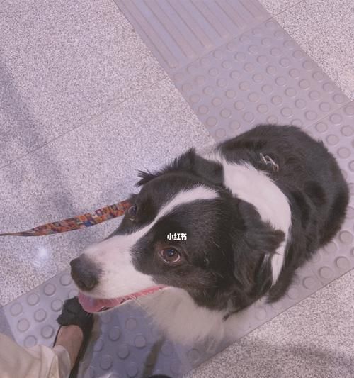 为什么狗狗喜欢蹭地？（探究狗狗蹭地的原因和可能存在的健康问题）