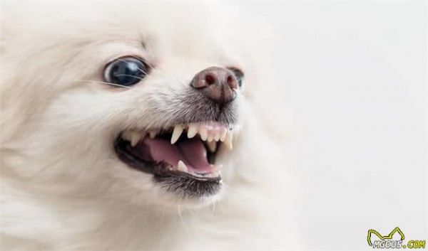 狗狗的这6种坏习惯，一旦出现，就应当给点惩罚！