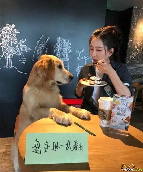 狗狗的这6种坏习惯，一旦出现，就应当给点惩罚！