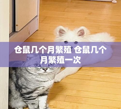 仓鼠几个月繁殖 仓鼠几个月繁殖一次