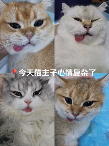 猫咪绝育