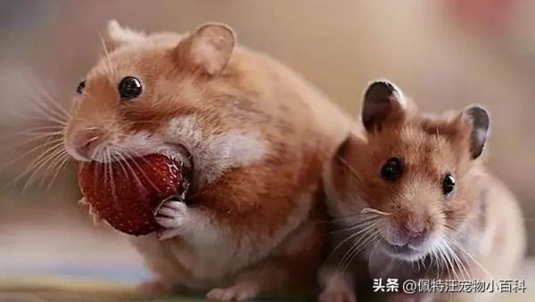 仓鼠一般养多久认主人（如何分辨仓鼠喜不喜欢你）