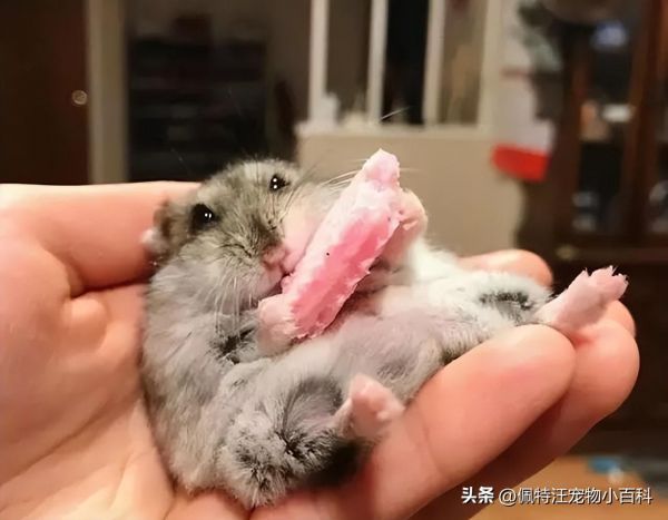仓鼠一般养多久认主人（如何分辨仓鼠喜不喜欢你）