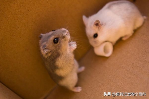 仓鼠一般养多久认主人（如何分辨仓鼠喜不喜欢你）