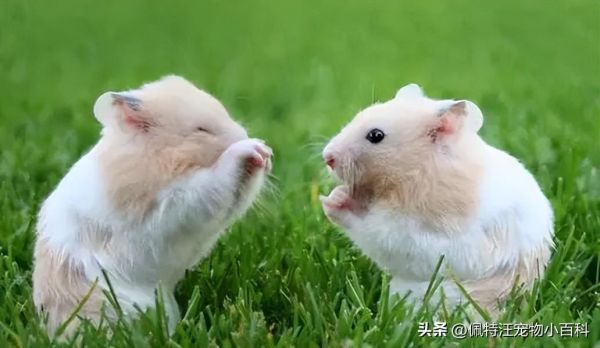 仓鼠一般养多久认主人（如何分辨仓鼠喜不喜欢你）