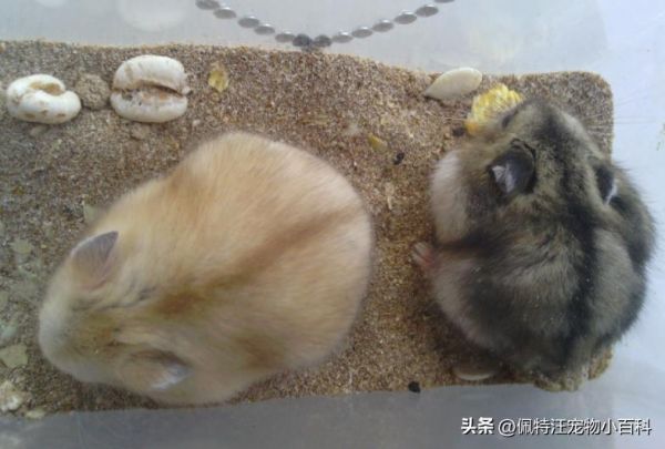 仓鼠一般养多久认主人（如何分辨仓鼠喜不喜欢你）