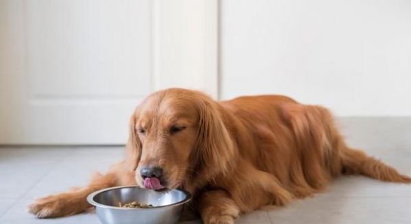如何让宠物狗狗喜欢上狗粮？（营养均衡的狗粮如何吸引狗狗食欲？）
