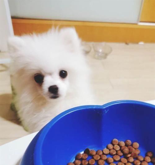 如何让宠物狗狗喜欢上狗粮？（营养均衡的狗粮如何吸引狗狗食欲？）